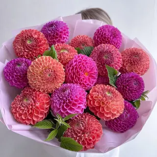 Mix Of Dahlia