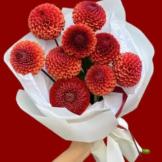 Dahlias