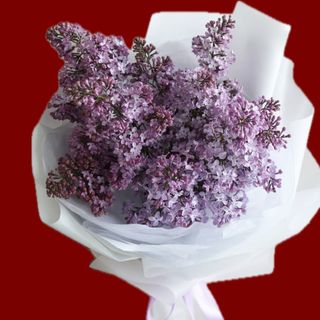 Lilac