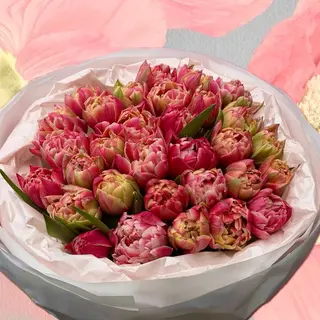 Peony Like Tulips