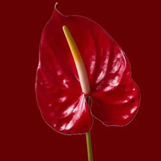 Anthurium