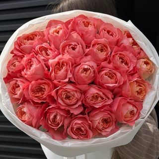 Ostin Roses