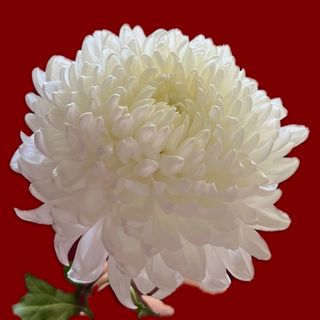 White Chrysanthemum