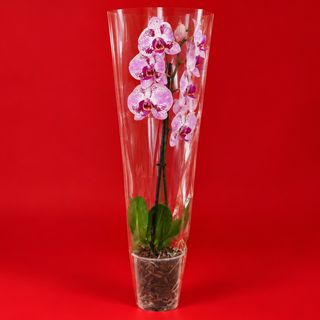 ORCHID N1