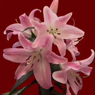 Lily