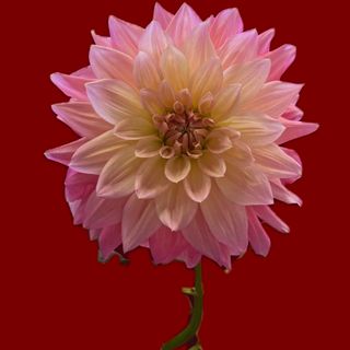 BIG dahlia
