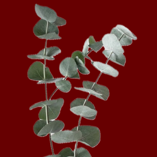 Eucalyptus