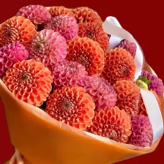 dahlia obsession