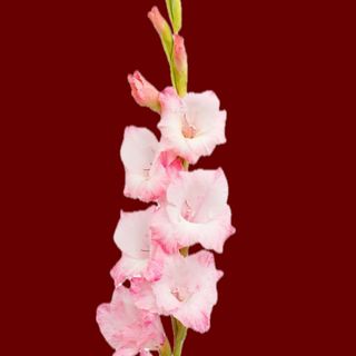 Gladiolus