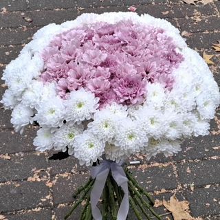 chrysanthemums, white and colored