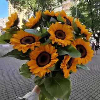 Sunflower 9