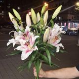 ლილია / LILIA   (3)