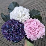 3 Colorful hydrangea