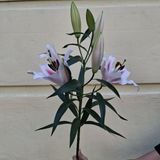 ლილია / LILIA (1)