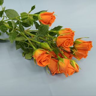 Orange Spray Rose