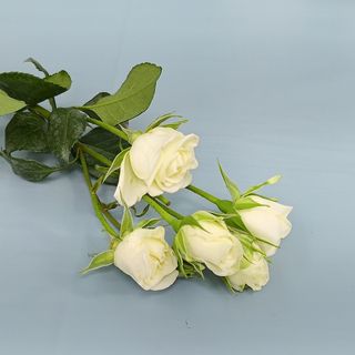 White Spray Rose