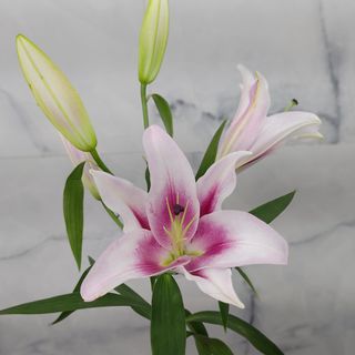 ლილიები