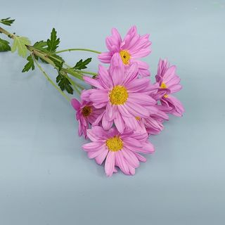 ვარდისფერი გვირილა