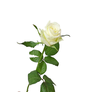 White Rose