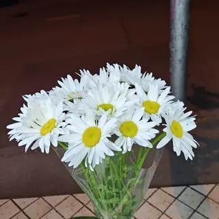გვირილა