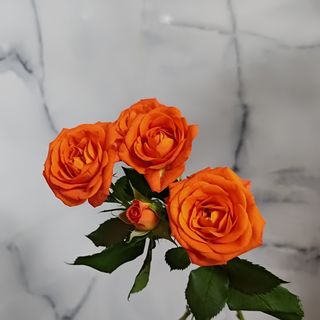 სპრეი ვარდი (ნარინჯისფერი)