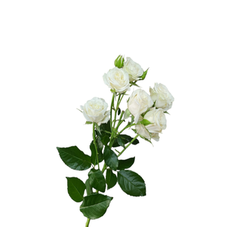 White Spray Rose