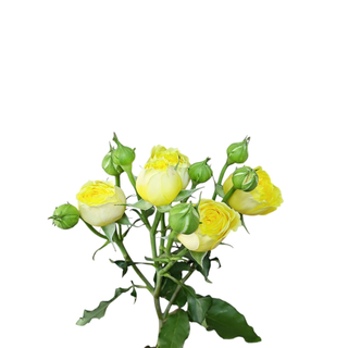 Yellow Spray Rose