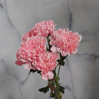 Pink Chrysanthemum (Holland)