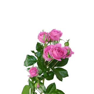 Pink Spray Rose