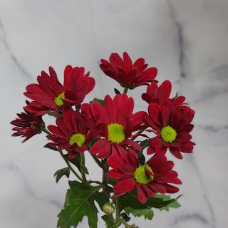 Chamomile Red (Holland)