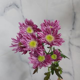 Chrysantemum #2 (Holland)