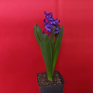 ჰიაცინტი (Hyacinth)