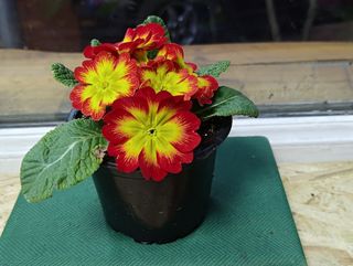 ქურისუმა "ალისფერი"