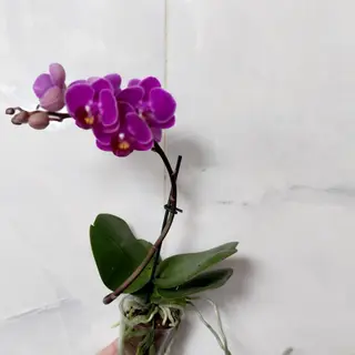 ჯუჯა ორქიდეა