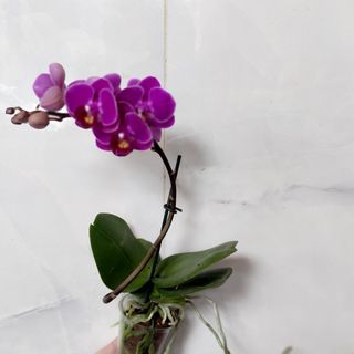 ჯუჯა ორქიდეა