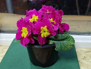 ქურისუმა "იასამნისფერი"