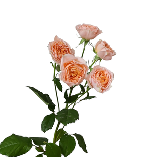 Cream Spray Rose