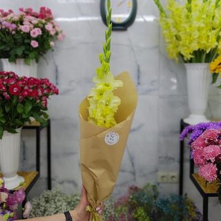 Yellow Gladiolus 