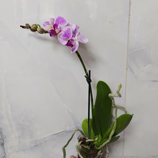 ვარდისფერი ჯუჯა ორქიდეა