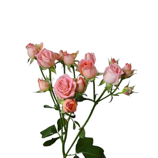 Pink Spray Rose