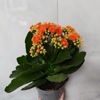 ნარინჯისფერი კალანქოე