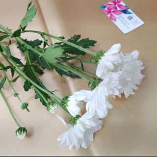 White Night Chrysanthemum