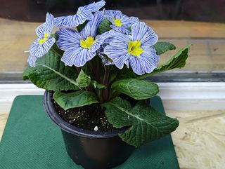 ქურისუმა "ცისფერი"