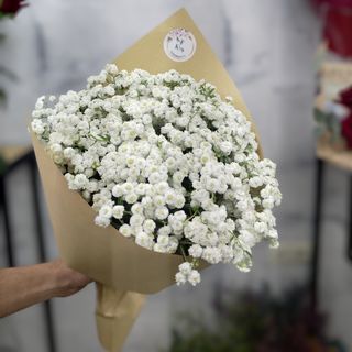 ჯუჯა ქრიზანთემა ან გიფსოფილა