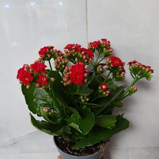 წითელი კალანქოე