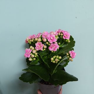 კალანქოე ვარდისფერი