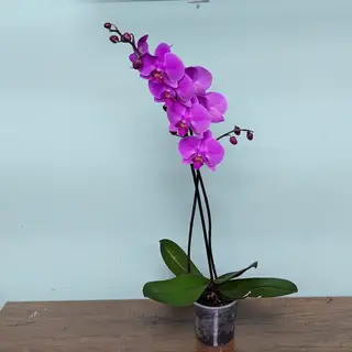 ორქიდეა #1