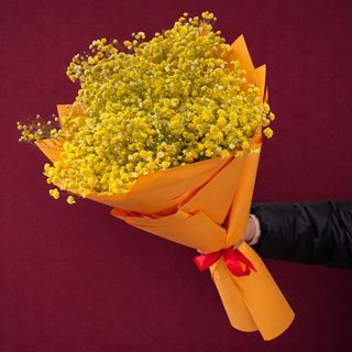 გიფსოფილია / Gypsophila