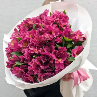 ალსტრომერია იისფერი L 1241