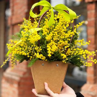 მიმოზა ჩანთაში 1177